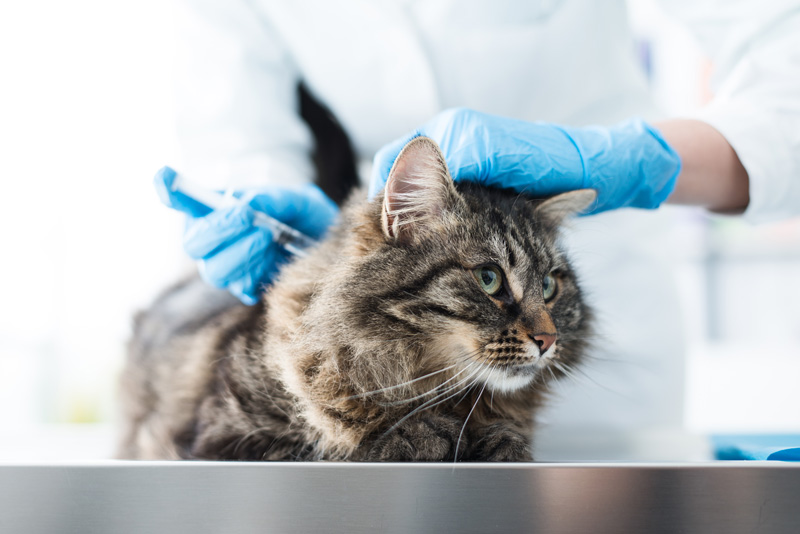 Tierarzt-Leistungen wie Impfung bei der Kleintierpraxis Kaltenböck
